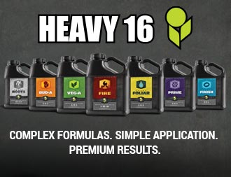 HEAVY 16 - Order Now