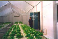 Picture of Jailhouse Green...Inmate Progressive Farming Co-Op