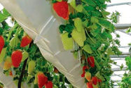 Picture of Growing Strawberries by Hydroponics