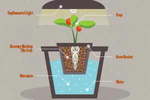 Show details for A Review of Factors Affecting Plant Growth