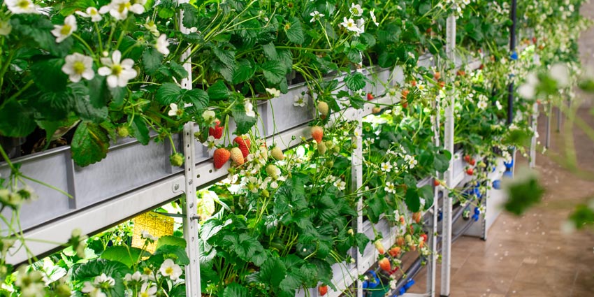 Introduction to Hydroponics