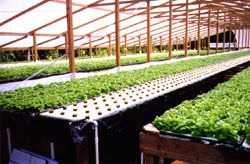 Hydroponic lettuce in a raceway float system