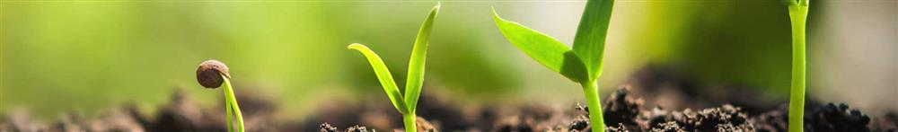 Seedlings emerging from soil